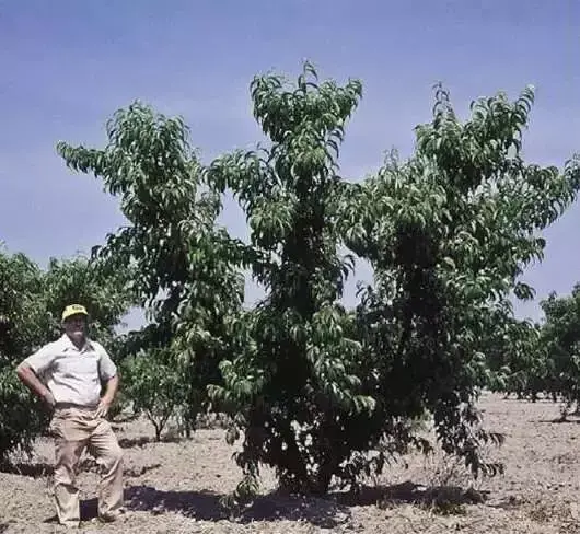 这样种桃树才是科学