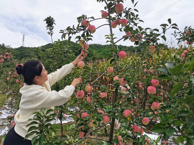 苹果“脸红” 引采摘客尝鲜