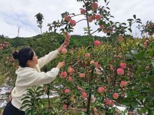 苹果种植环境-苹果“脸红” 引采摘客尝鲜