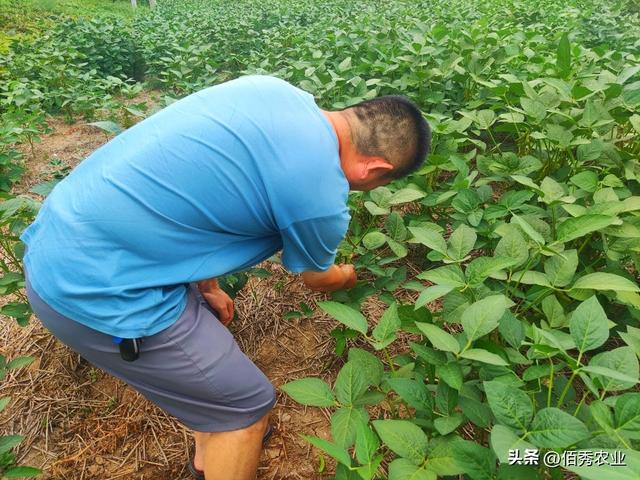 2023年种植玉米还是大豆？原本板上钉钉的事情，为啥又生变故