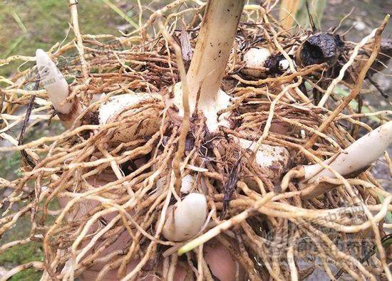 又到白芨种植季，如今白芨的种植成本及收益情况如何？