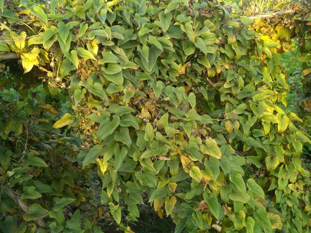 野生“长山药” —应对粮食危机的选择