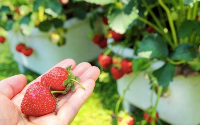 阳台盆栽草莓种植攻略，从幼苗、开花到结果，全过程指导