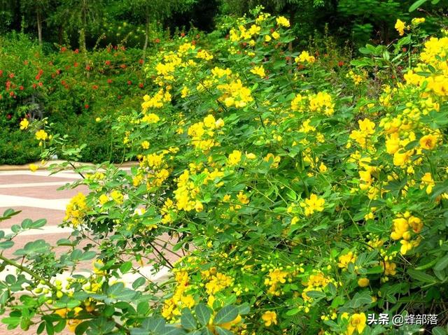 在农村，种植项目怎么选？这5种药材种植产量高，市场广，值得干