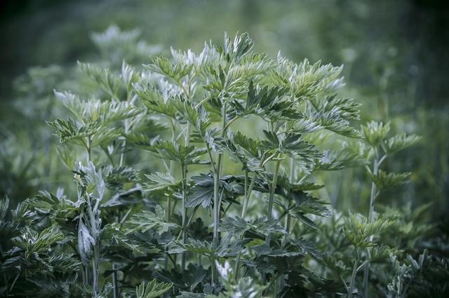 全株可入药的艾草，种植要点来了