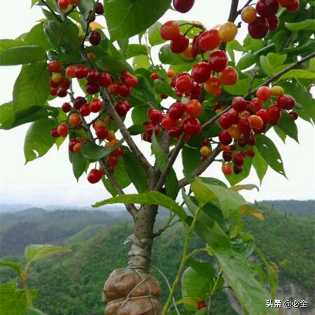 大樱桃栽植的时期和方法！为优质、丰产、稳产奠定基础