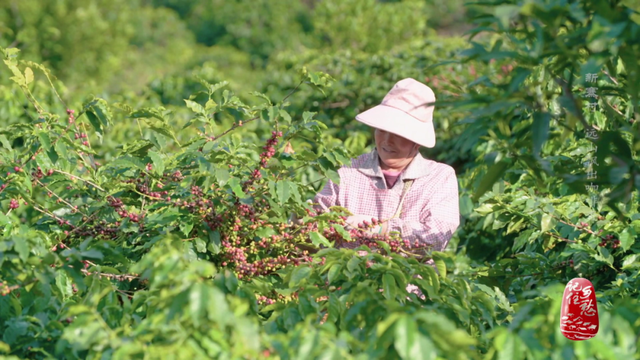 彩云之南，怒江之畔，中国咖啡第一村