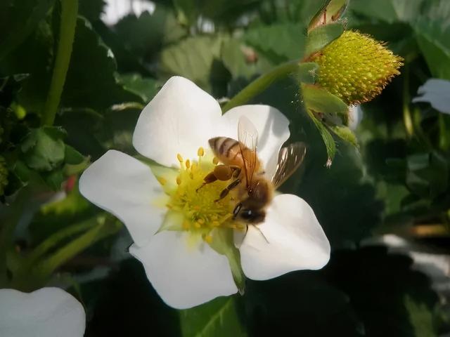 阳台盆栽草莓种植攻略，从幼苗、开花到结果，全过程指导