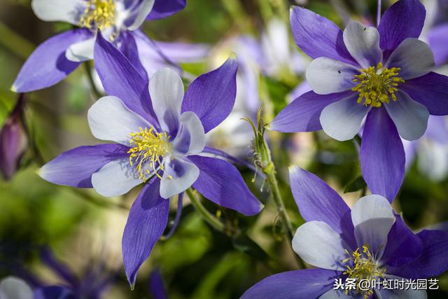 春暖花开来养花，高颜值大花耧斗菜，就该这么养