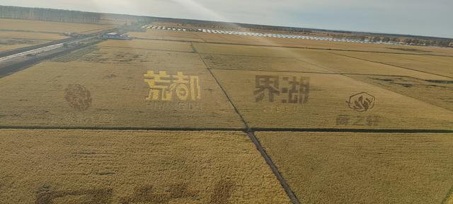 八五六农场、分公司：【丰年好“丰”景】订单种植让百姓有赚头