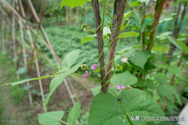 菜豆什么时候播种好？怎么种植才能结荚多？3分钟教会你6个秘诀