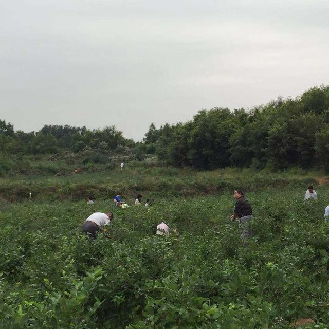 河南省鲁山县库区——小品种成就大产业 蓝莓助力脱贫