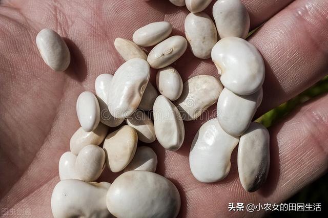 菜豆什么时候播种好？怎么种植才能结荚多？3分钟教会你6个秘诀