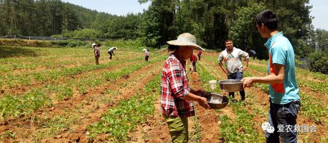 经典说茶：茶的种植方法