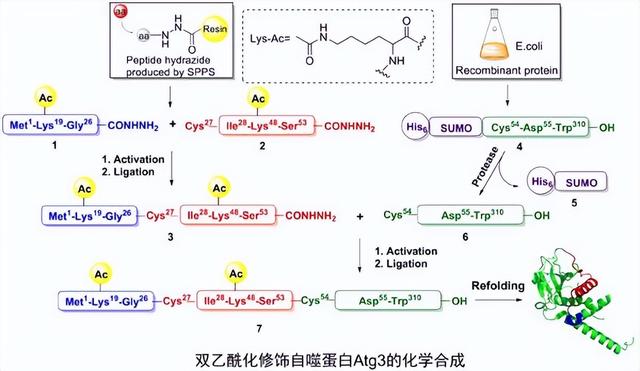 用蛋白质组范围的分析结果，揭示百慕大草快速生长的多种功能