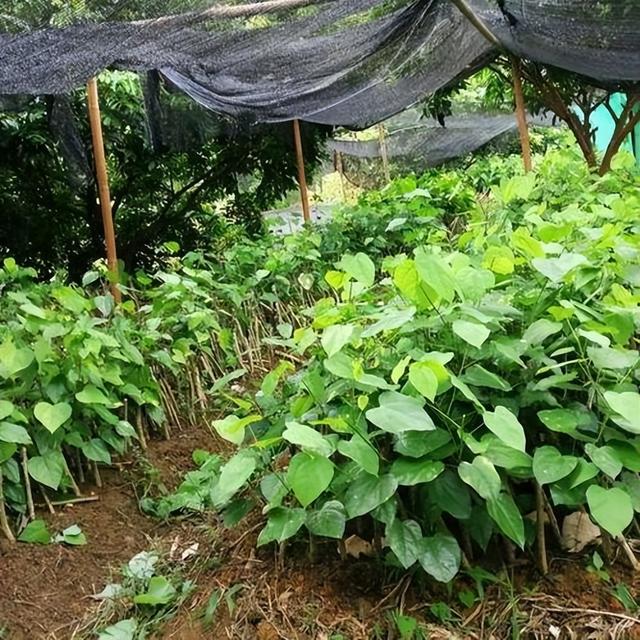 根据树仔菜的特点，采用室内垂直技术节约种植空间，减少资源浪费