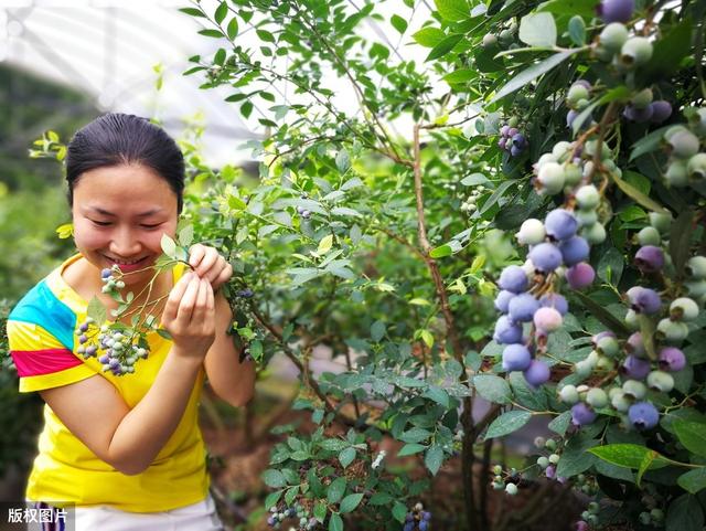 温室大棚蓝莓的种植技术，你知道多少？以下几点很关键