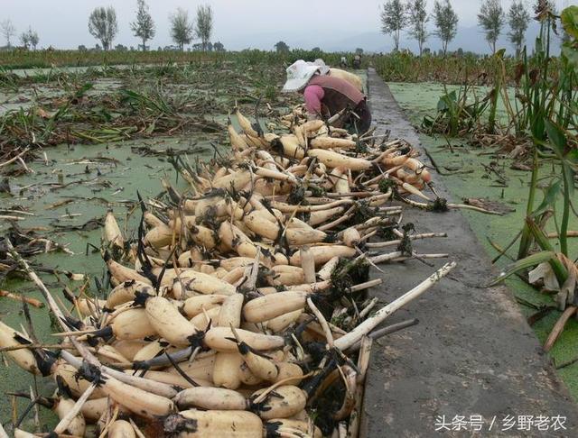 浅水藕怎么种植？有水田的农民可以看看！