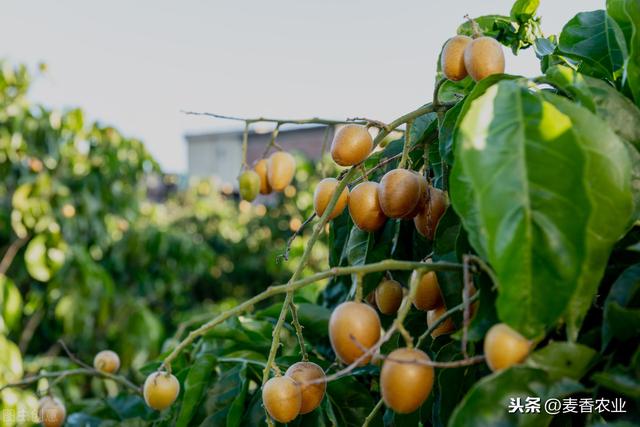 黄皮高产栽培技术，种植方法教给大家，想要学习的别错过哟