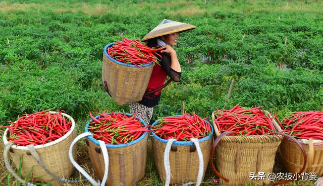 辣椒怎样栽种才能更多开花结果提高产量？教你几个种植技巧