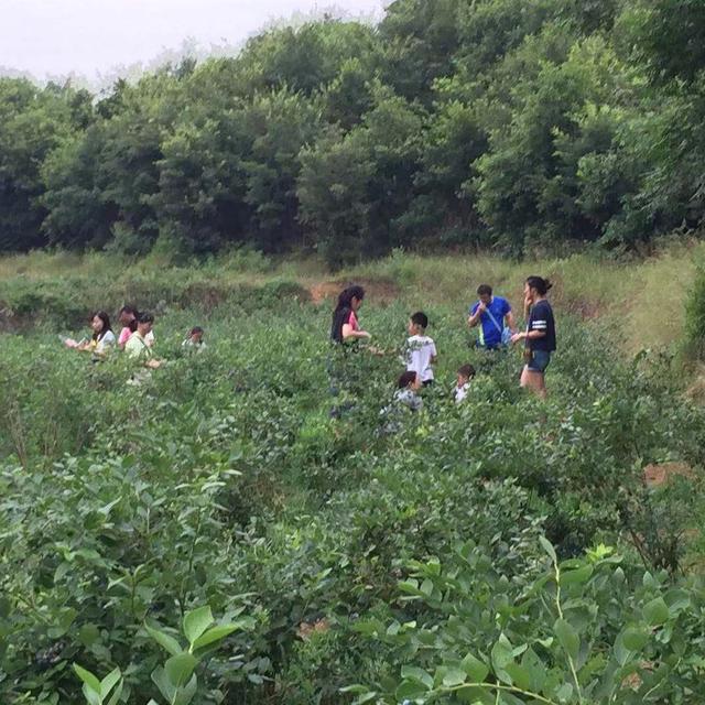 河南省鲁山县库区——小品种成就大产业 蓝莓助力脱贫