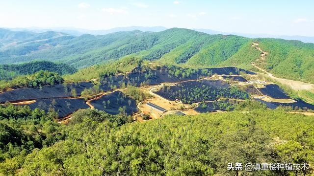 炎炎夏日——滇重楼种植基地一片茂盛