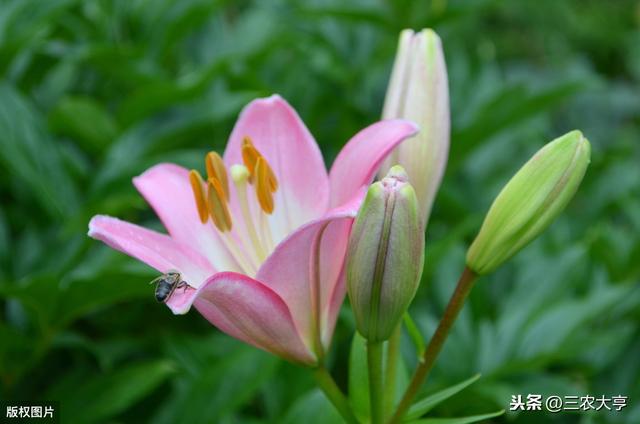 食用百合营养特性与施肥要点，注意事项，希望对你有所帮助