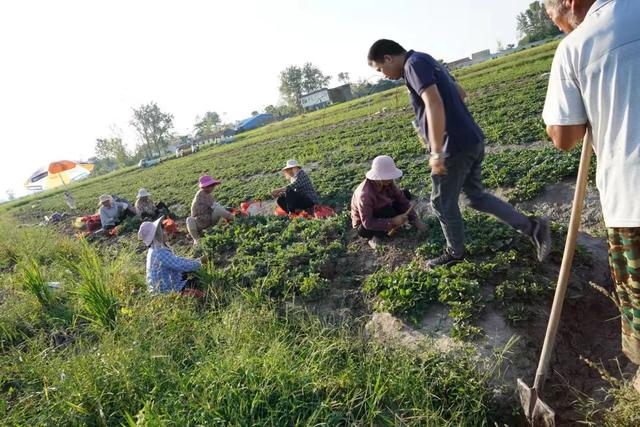 绝了！小伙返乡种18亩草莓，险些绝产，又转亏为盈年赚50万