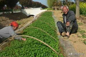 冬季种植青椒-7旬大叔种植6亩辣椒，采取种植技巧，轻松解决管理难题