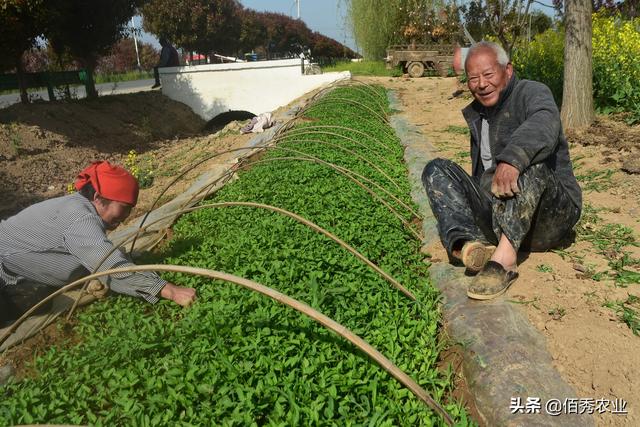 7旬大叔种植6亩辣椒，采取种植技巧，轻松解决管理难题