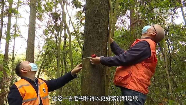 重庆黔江：野生红豆杉数量实现恢复性增长