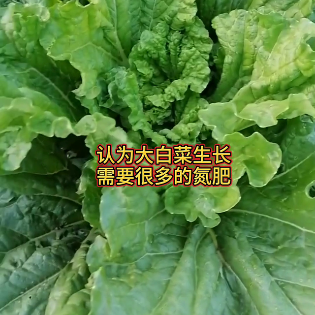 一个配方白菜包心快长得好产量高@抖音短视频