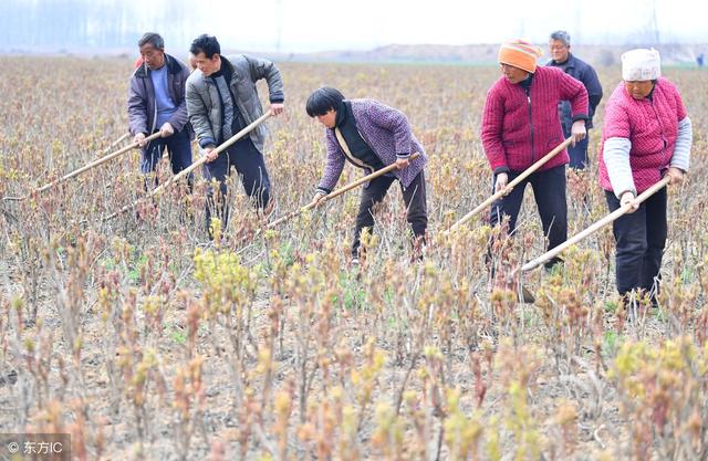 籽花根都能赚钱，农民种植后，60年不用再种，且每亩年赚万余元！