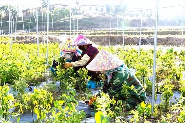 根据树仔菜的特点，采用室内垂直技术节约种植空间，减少资源浪费