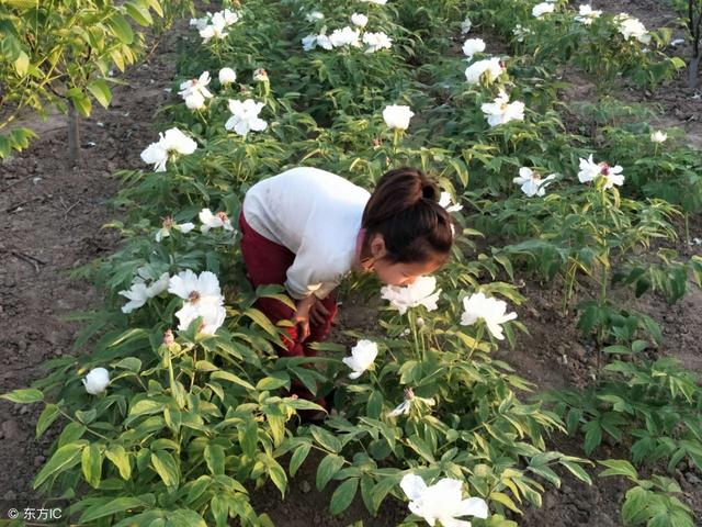 籽花根都能赚钱，农民种植后，60年不用再种，且每亩年赚万余元！