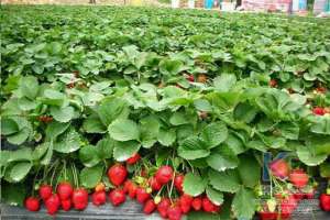 无土栽培草莓种植-无土草莓种植技术