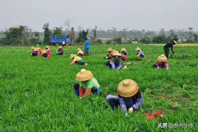 韭菜根移栽产量高，什么时候移栽？如何移栽？