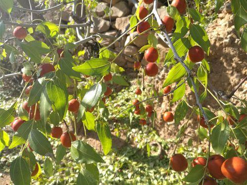 一亩酸枣能收入多少元、什么时间栽植酸枣苗成活率比较好