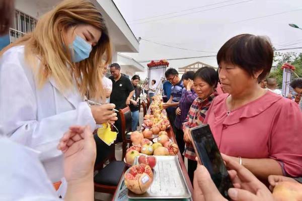 洛阳孟津常袋：3000亩软籽石榴成熟，成群众“致富果”