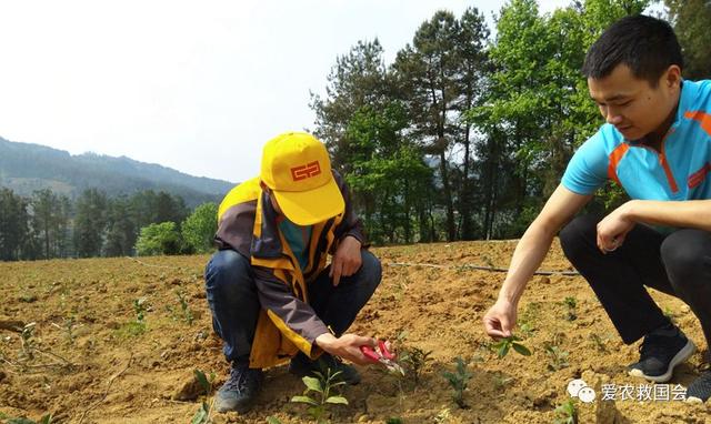 经典说茶：茶的种植方法