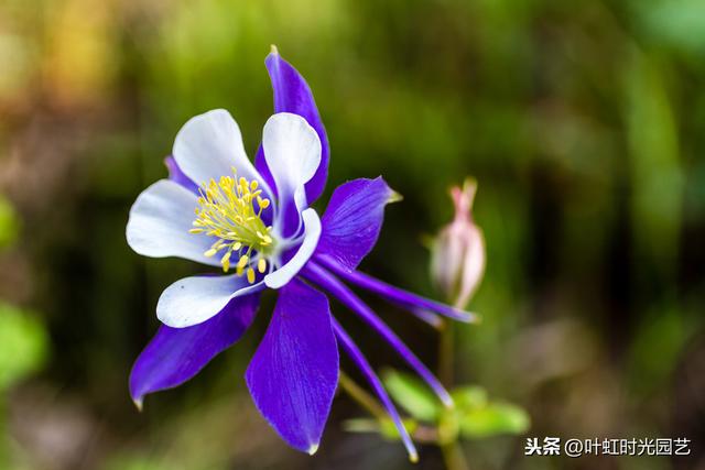 春暖花开来养花，高颜值大花耧斗菜，就该这么养