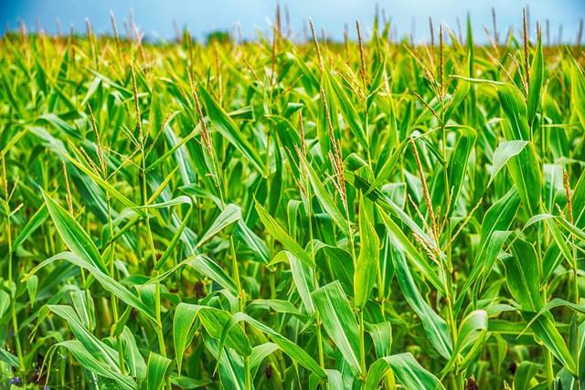 玉米种植走科学路，丰收收益加倍高！正确管理方法提高产量和质量