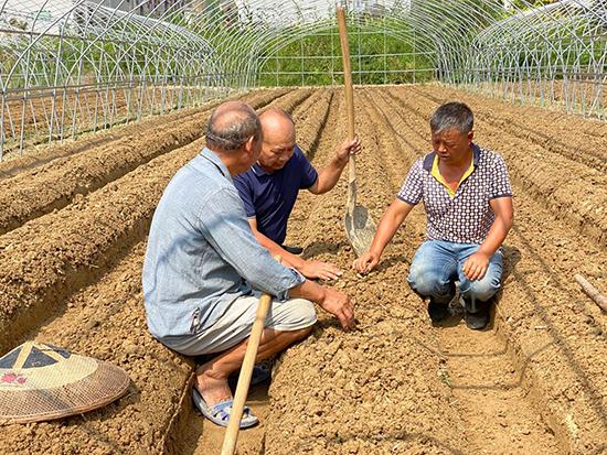 建德草莓种出“新高度”进入海拔2850米的四川乡城县香巴拉镇信沟村试验田