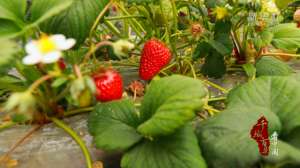 河北草莓种植基地-千城百县看中国｜河北高碑店：草莓变身农户“致富果”