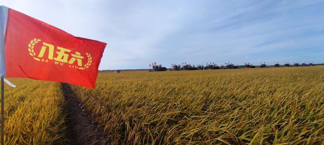 八五六农场、分公司：【丰年好“丰”景】订单种植让百姓有赚头