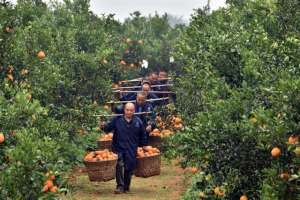 南方果树种植基地-不知火、春见粑粑柑……丹棱桔橙走入深圳高端果品市场