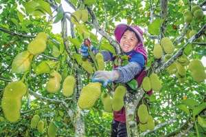 广东榴莲蜜种植基地-三亚：硕果满枝榴莲蜜 果农心里甜蜜蜜