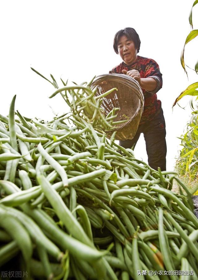 菜豆什么时候播种好？怎么种植才能结荚多？3分钟教会你6个秘诀