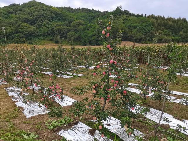 苹果“脸红” 引采摘客尝鲜