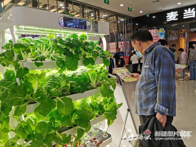 室内蔬菜种植机：方寸空间打造开心农场